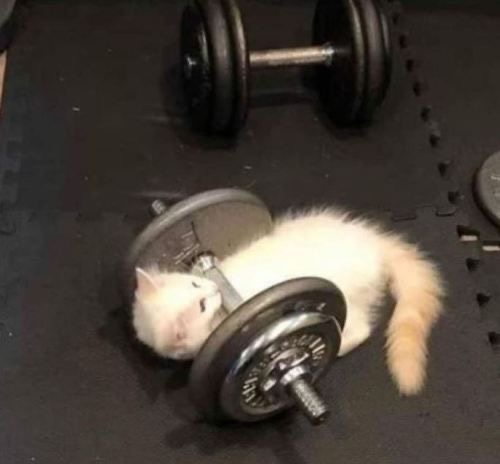 Cat working out