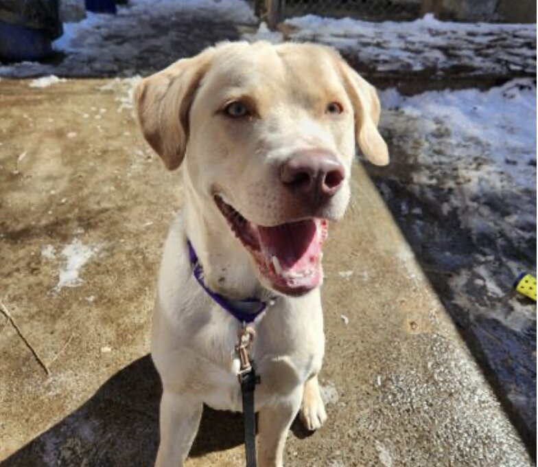 cody, a dog put for adoption on SPCA