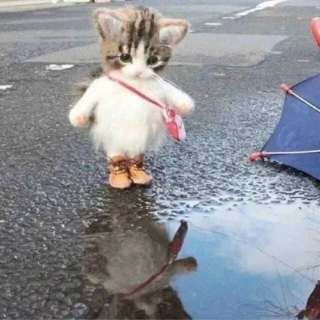 Cat hesitating to walk in a puddle