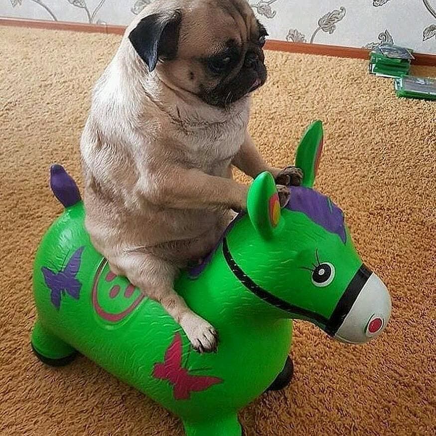 pug on a poney